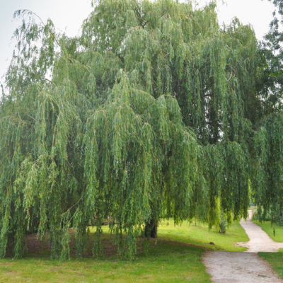 Weeping Willow Tree - Bob Wells Nursery - U.S. Shipping