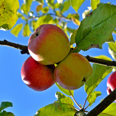 Ein-Shemer Apple Tree For Sale - 4-5ft Bareroot Organic