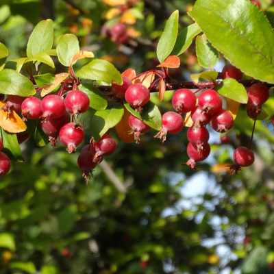 Callaway Fruiting Crabapple Tree - Bob Wells Nursery - U.S. Shipping
