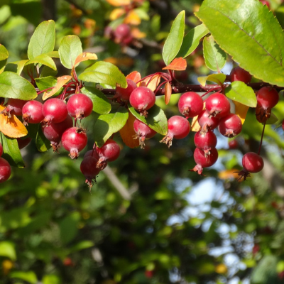 Cortland Apple Tree - Bob Wells Nursery - U.S. Shipping