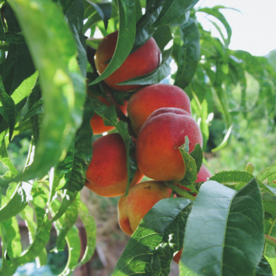 Florida King Peach Tree Bob Wells Nursery U S Shipping