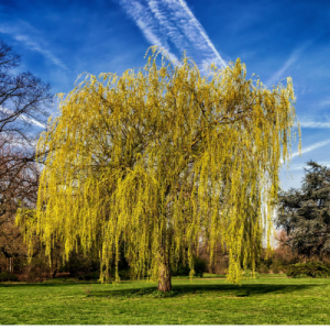 The Versatile Beauty of Weeping Willow Trees – Wholesale Nursery Co