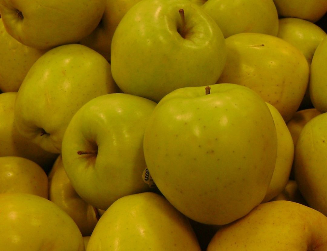 GRANNY SMITH APPLE TREE 2 Year Old Bob Well Nursery