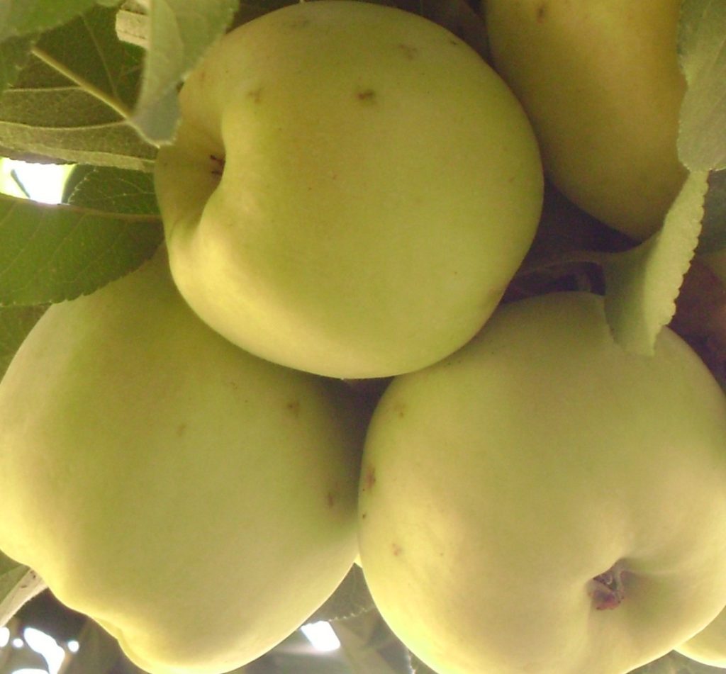 Yellow Delicious Apple Bob Well Nursery