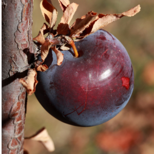 AU Roadside Plum Tree - Bob Wells Nursery - U.S. Shipping