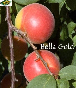 BELLA GOLD PEACOTUM TREE