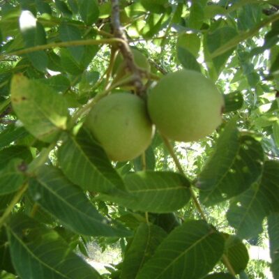 Black Walnut