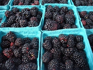 Rosborough thorny blackberry