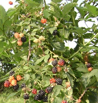 Arapaho Thornless Blackberry
