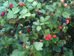 Ouachita Thornless blackberry