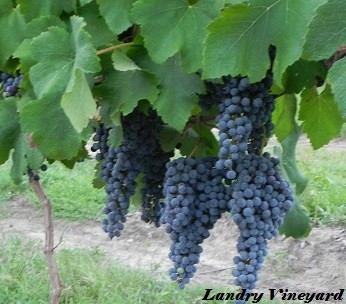Grape Vine Pinot Noir - Red, wine