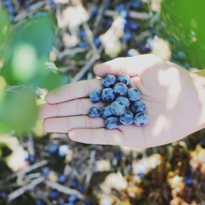 jewel blueberry plant fruit