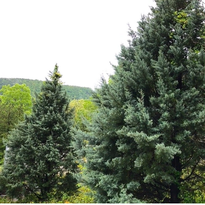Carolina Sapphire Cypress Tree