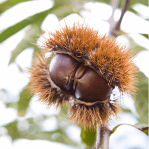 chinese chestnut