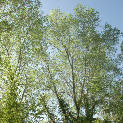 cottonwood
