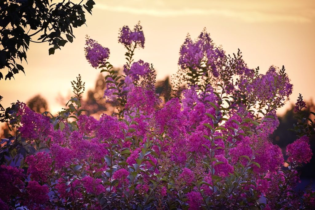 Black Diamond Purely Purple Crape Myrtle Bob Wells Nursery U S   Crape Myrtle Purple 1024x683 