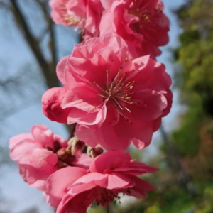 crimson cascade