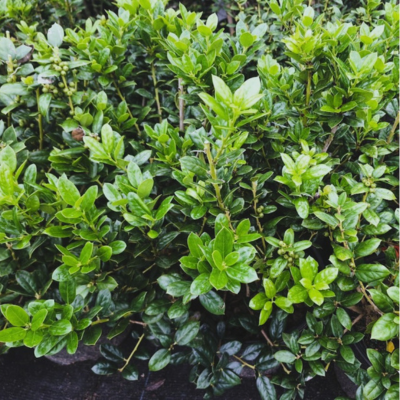 dwarf burford holly leaves