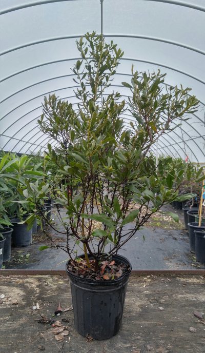 about Bob Wells Nursery