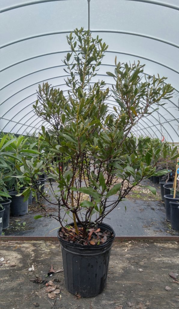 Southern Wax Myrtle Plant Bob Wells Nursery U.S. Shipping