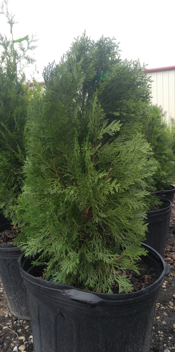 EMERALD GREEN ARBORVITAE - Bob Well Nursery