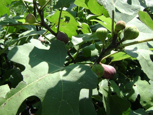black mission fig