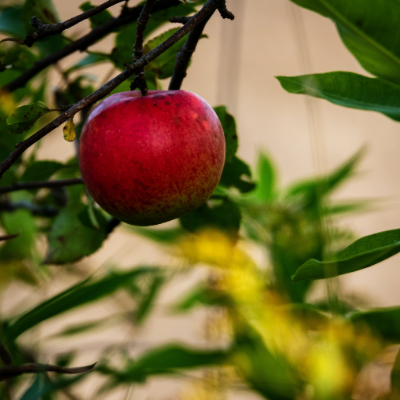 Cortland Apple Tree - Bob Wells Nursery - U.S. Shipping