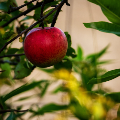 Fuji Apple Tree