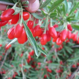 Goji Berries Archives - Bob Wells Nursery