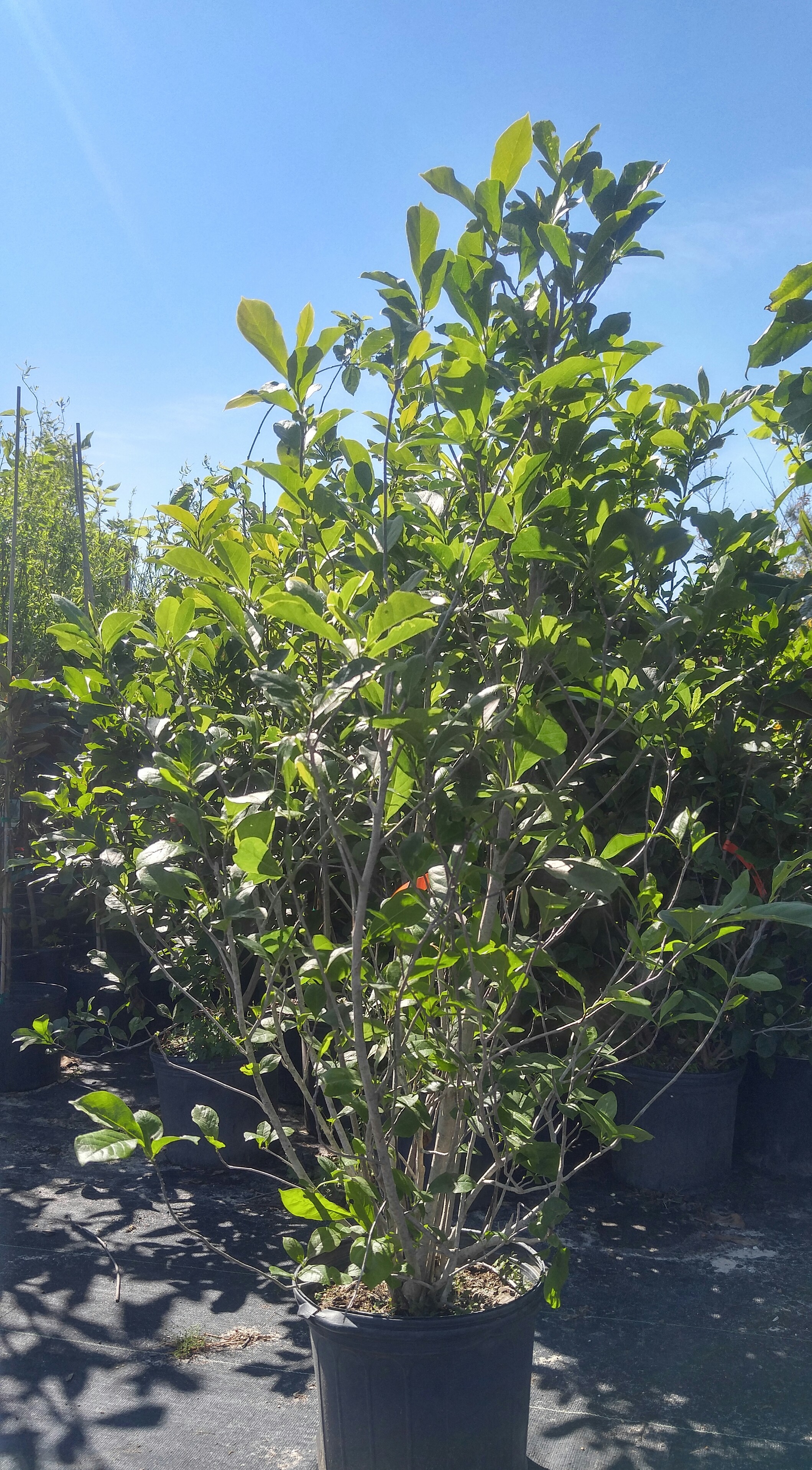 Jane magnolia bob well nursery