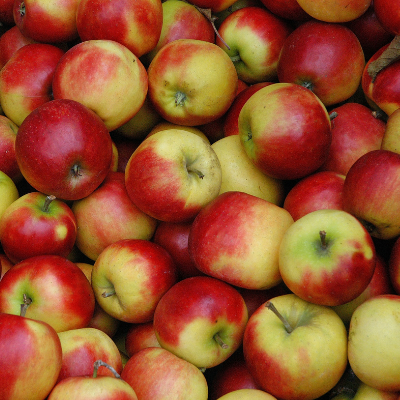 MacIntosh Apple, Apple Trees