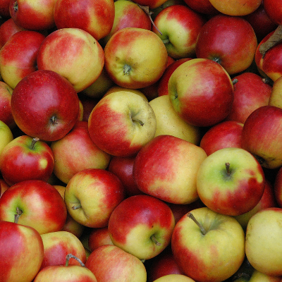 Dwarf Red McIntosh Apple Tree - World-renowned flavor, cold hardy, and  delicious! (2 years old and 3-4 feet tall.)