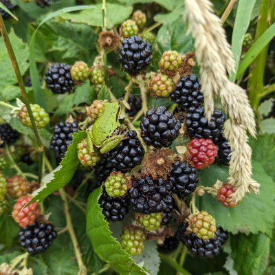 ouachita blackberries