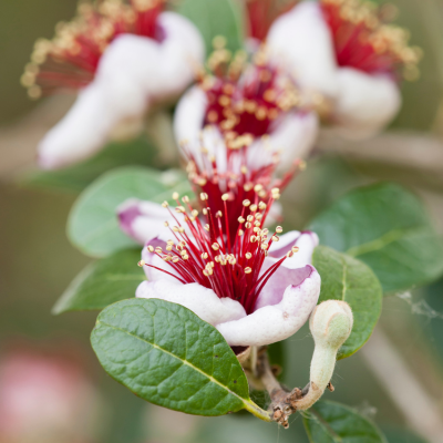 pineapple guava blossoms
