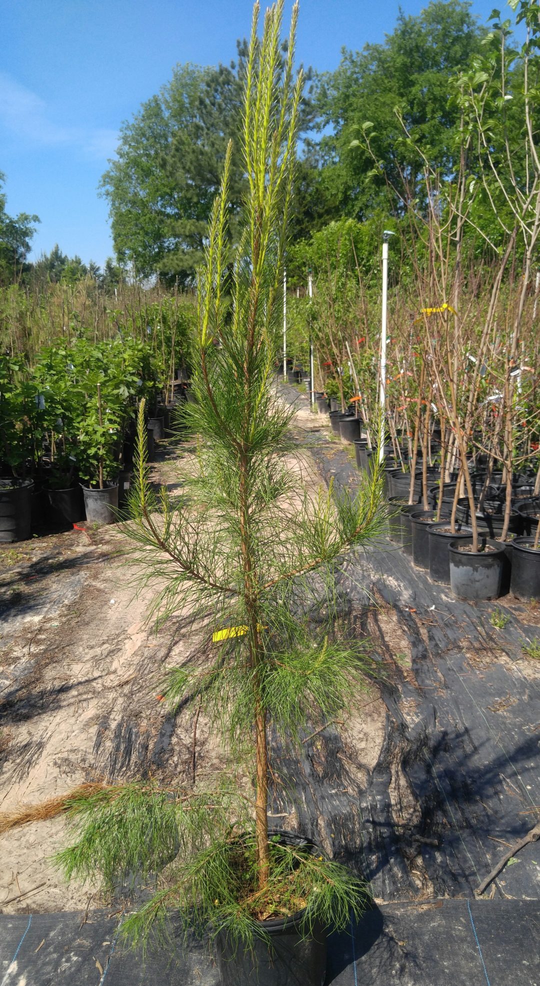 Loblolly Pine Tree Bob Wells Nursery U.S. Shipping