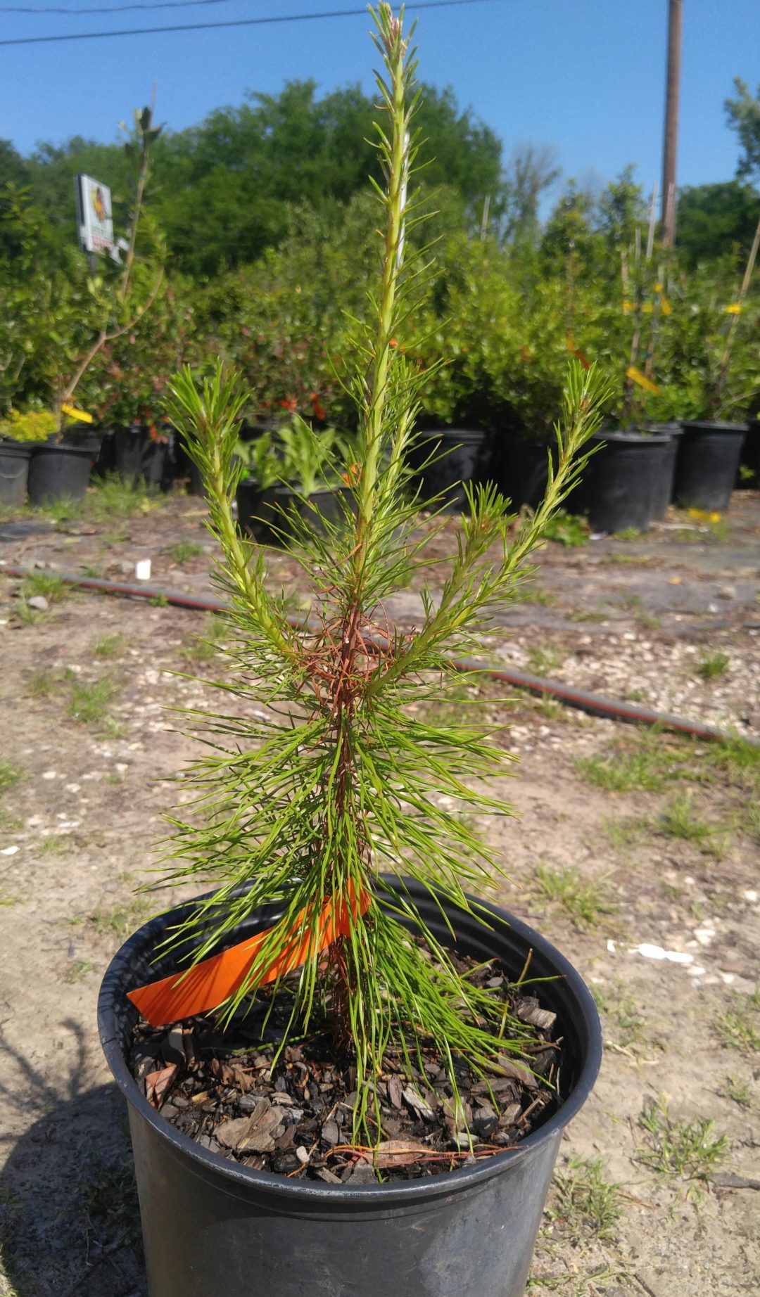 Virginia Pine Tree - Bob Wells Nursery - U.S. Shipping