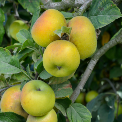 Pippin Apples Information and Facts