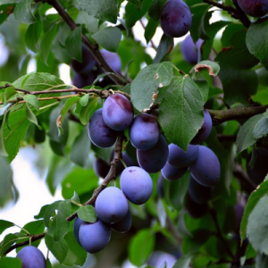 Stanley Prune Plum Tree - Bob Wells Nursery - U.S. Shipping