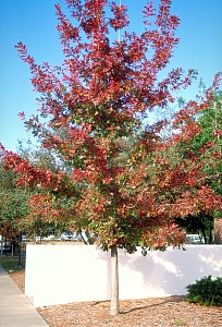 Shumard Red OakTrees