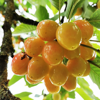 rainier cherry tree fruit