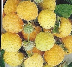 Anne Golden Raspberry Plant - Bob Wells Nursery - U.S. Shipping