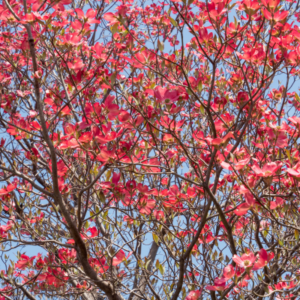 red dogwood tree