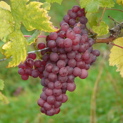 ruby red grape vine fruit