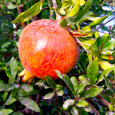 Salavatski pomegranate tree