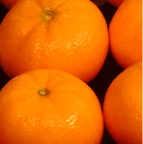Orange Frost Hardy