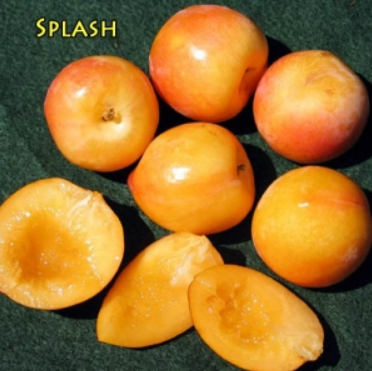 splash pluot