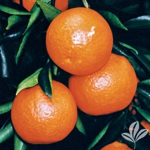 sunburst - Types Of Tangerines