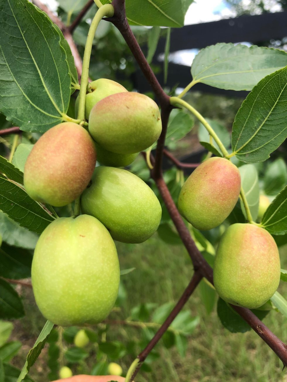 Contorted Jujube Tree Bob Wells Nursery U.S. Shipping