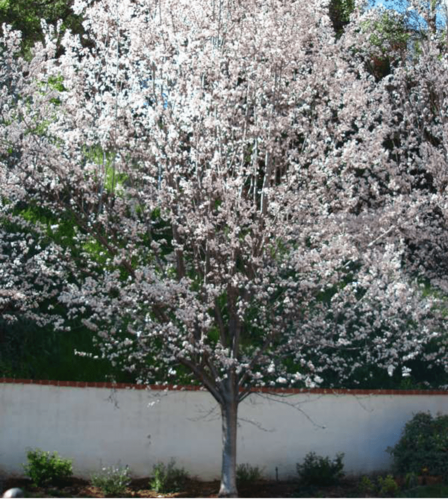 Texas White Redbud - Bob Well Nursery