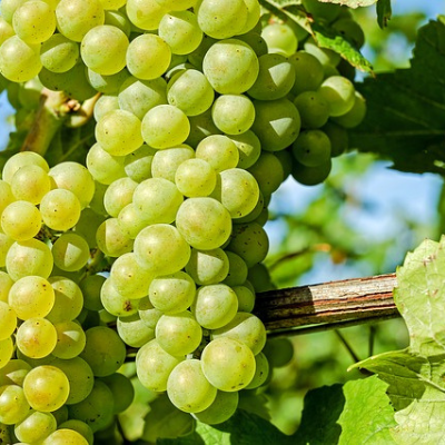 thompson green grape vine fruit
